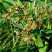 Cyperus sexangularis - Photo (c) Kate Braun, some rights reserved (CC BY-NC), uploaded by Kate Braun