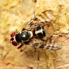Scholastinae
