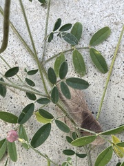 Indigastrum parviflorum parviflorum