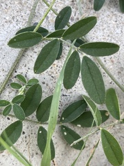 Indigastrum parviflorum parviflorum