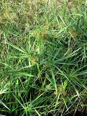 Cyperus sexangularis image