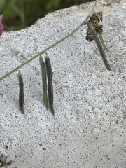 Indigastrum parviflorum parviflorum