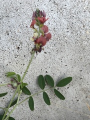 Indigastrum parviflorum parviflorum
