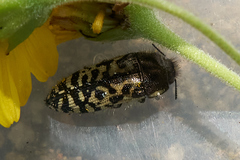 Acmaeodera decipiens