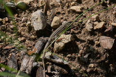 Aspidoscelis sonorae