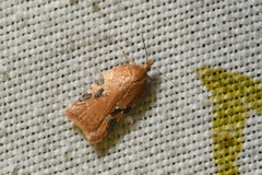 Acleris cervinana