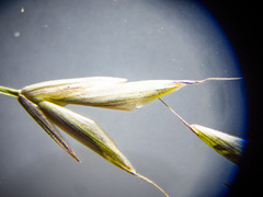 Bromus arvensis
