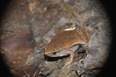 Chiasmocleis anatipes