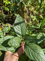 Rhamnus alnifolia