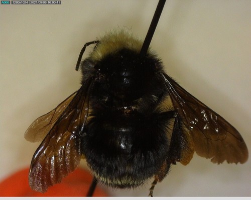 iNaturalist observation photo of Yellow-faced Bumble Bee
