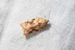 Acleris cervinana