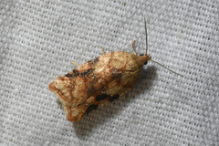 Acleris cervinana