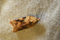 Acleris cervinana