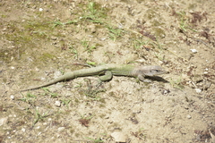 Ameiva ameiva
