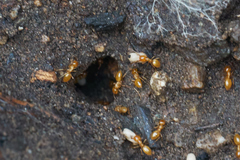Lasius arizonicus