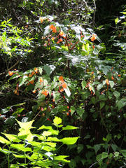 Begonia sutherlandii