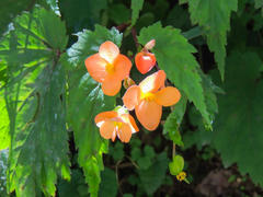 Begonia sutherlandii
