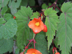 Begonia sutherlandii
