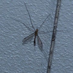 Nephrotoma australasiae