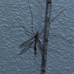 Nephrotoma australasiae