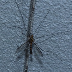 Nephrotoma australasiae