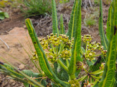 Xysmalobium stockenstromense