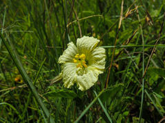 Monsonia grandifolia