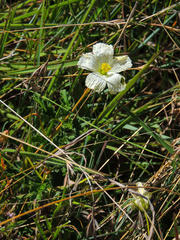Monsonia grandifolia