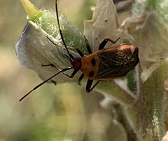 Adelphocoris rapidus