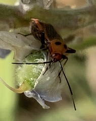 Adelphocoris rapidus