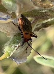 Adelphocoris rapidus