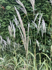 Miscanthus sacchariflorus