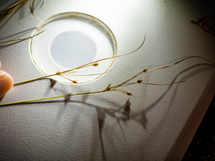 Juncus anthelatus