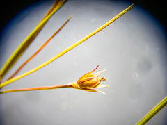 Juncus anthelatus