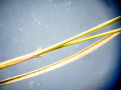 Juncus anthelatus