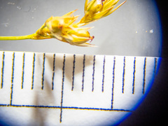 Juncus anthelatus