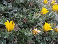 Berkheya coriacea