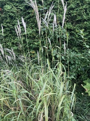 Miscanthus sacchariflorus