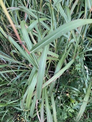 Miscanthus sacchariflorus