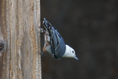 Sitta carolinensis nelsoni