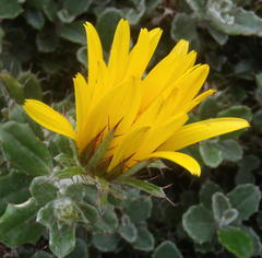 Berkheya coriacea