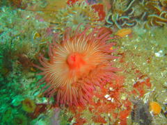 Pseudactinia flagellifera