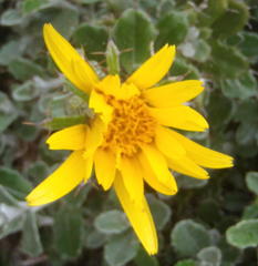 Berkheya coriacea
