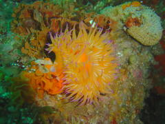 Pseudactinia flagellifera