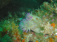 Pseudactinia flagellifera