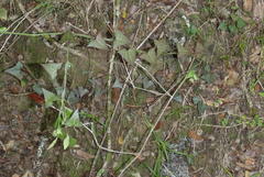 Senecio macroglossus