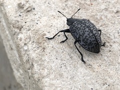 Cypherotylus californicus