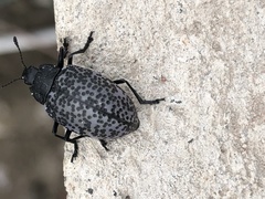 Cypherotylus californicus