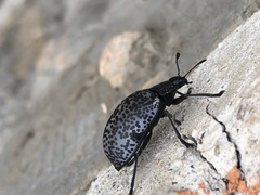 Cypherotylus californicus