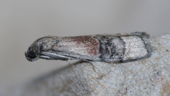 Euzophera vinnulella
